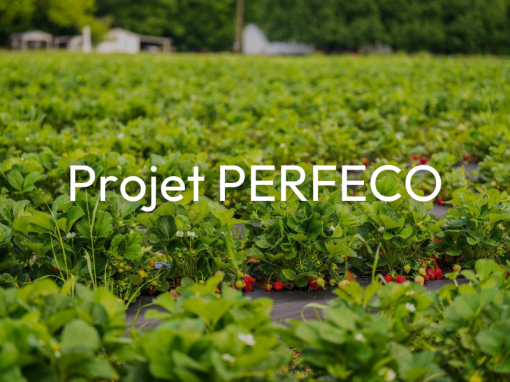 Projet PERFECO