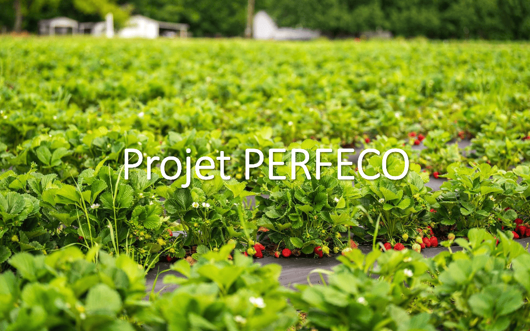 Projet PERFECO